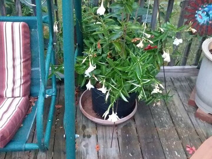 q how do i winterize my mandanvilla that is in a pot