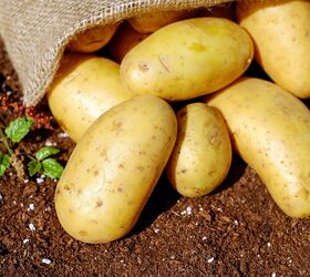grow potatoes, Growing Potatoes Pixabay