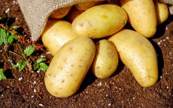 Algunos consejos sencillos para cultivar patatas en casa