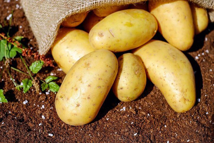 algumas dicas simples para cultivar batatas em casa, Cultivo de batata Pixabay