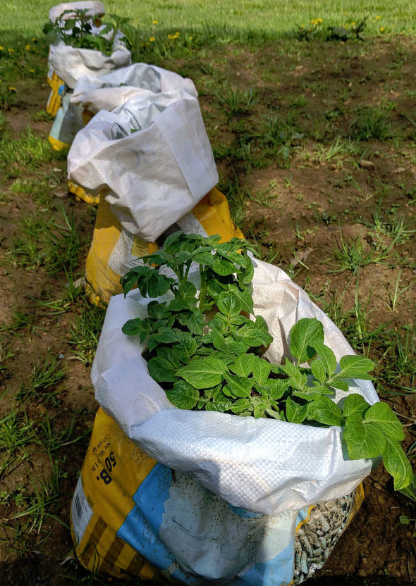 algumas dicas simples para cultivar batatas em casa, Sacos de cultivo de batata LA Murano