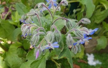 Harvesting Borage Seeds