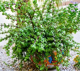How to Repot an Elephant Bush