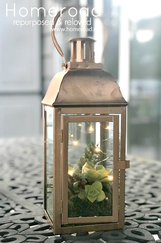beautiful succulent lantern