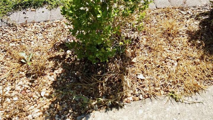 does this natural weed killer work