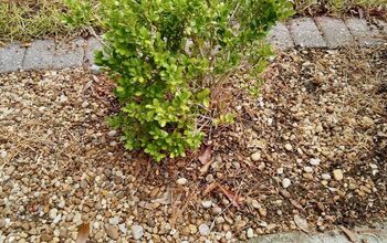 Does This Natural Weed Killer Work?