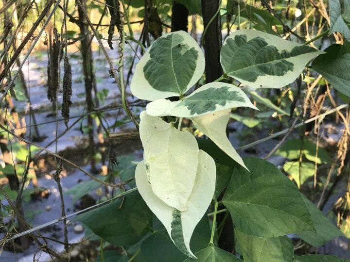q how can i know the cause of the beans leaves getting white in colour