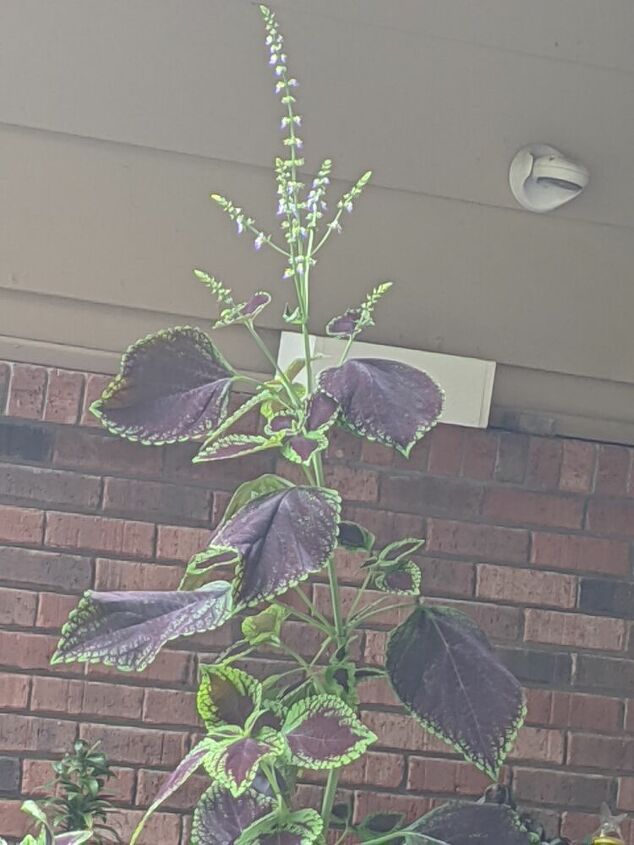 q help identify this plant