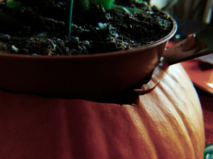 how to make a pumpkin flower pot