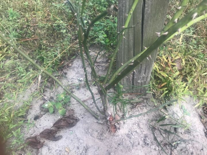 q how can l trim this rose plant