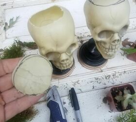 succulent skulls