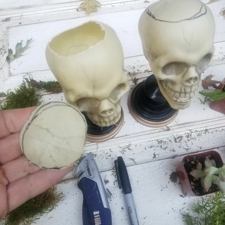 succulent skulls