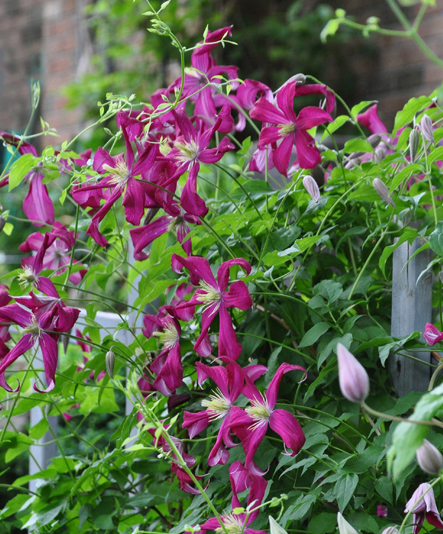 how to grow flowering vines in your garden 18 ideas, 16 Preparation is Everything