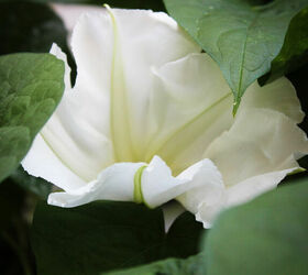 how to grow flowering vines in your garden 18 ideas, 18 Opt for the Understated Moonflower