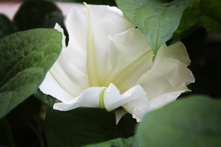how to grow flowering vines in your garden 18 ideas, 18 Opt for the Understated Moonflower