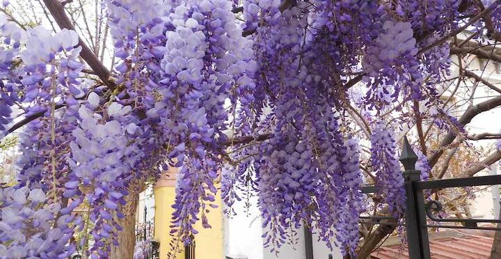 how to grow flowering vines in your garden 18 ideas, 8 Add Climbing Plants to an Archway