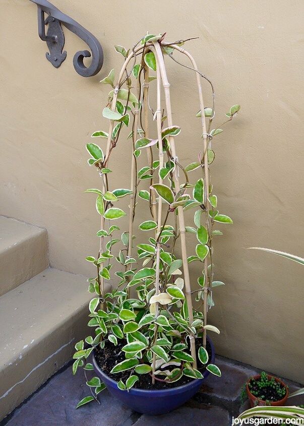 how to grow flowering vines in your garden 18 ideas, 13 How to Train Your Hoya