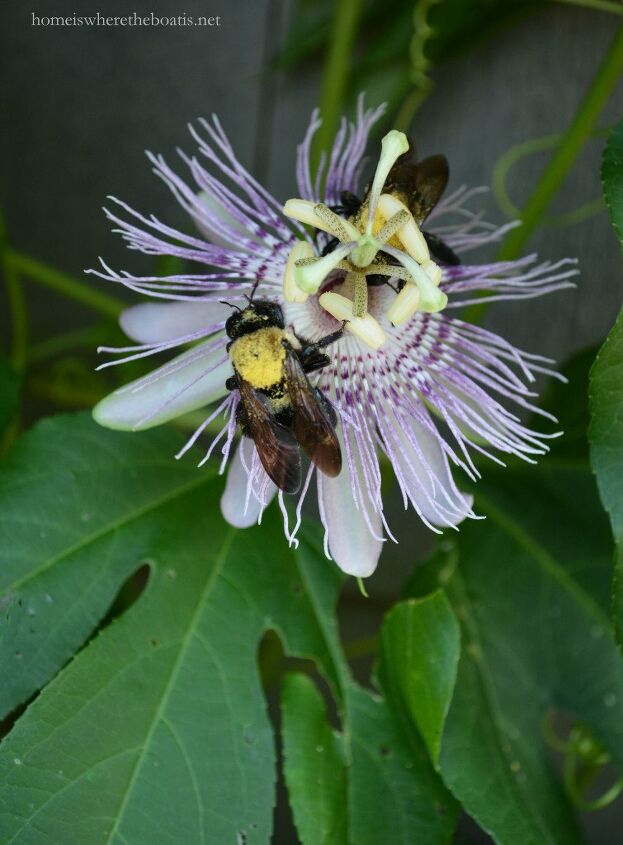 how to grow flowering vines in your garden 18 ideas, 3 Plant a Vine to Attract Pollinators