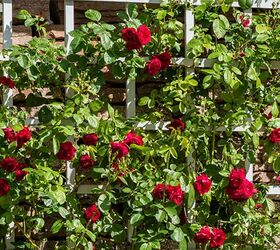 how to grow flowering vines in your garden 18 ideas, 11 Install the Perfect Trellis