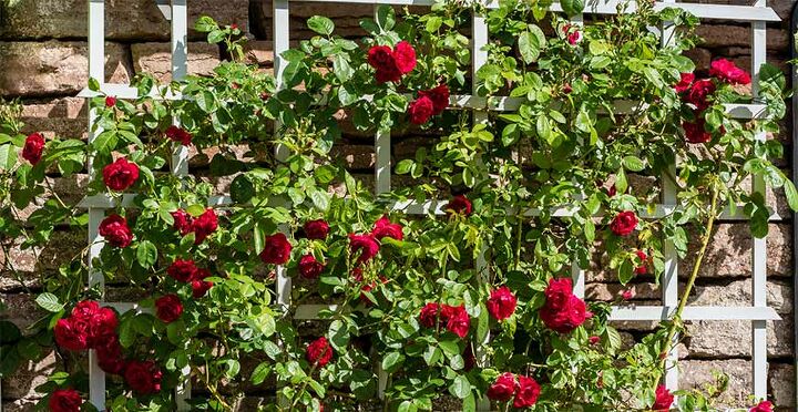 how to grow flowering vines in your garden 18 ideas, 11 Install the Perfect Trellis