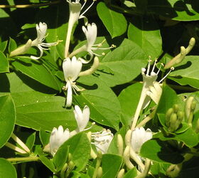 how to grow flowering vines in your garden 18 ideas, 17 Try Honeysuckle for a Sweet Addition