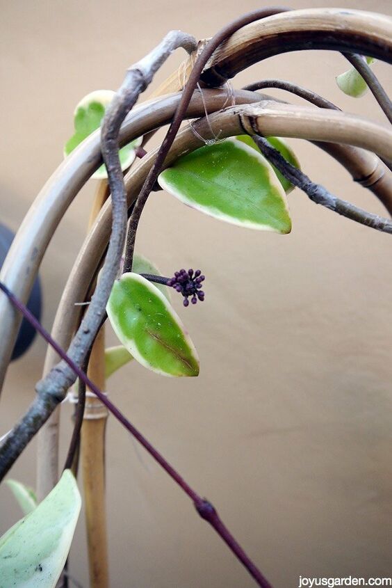 how to grow flowering vines in your garden 18 ideas, 7 Use a Vine as a Houseplant