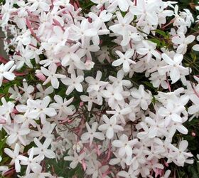 how to grow flowering vines in your garden 18 ideas, 6 Enjoy Perfect Pink Jasmine
