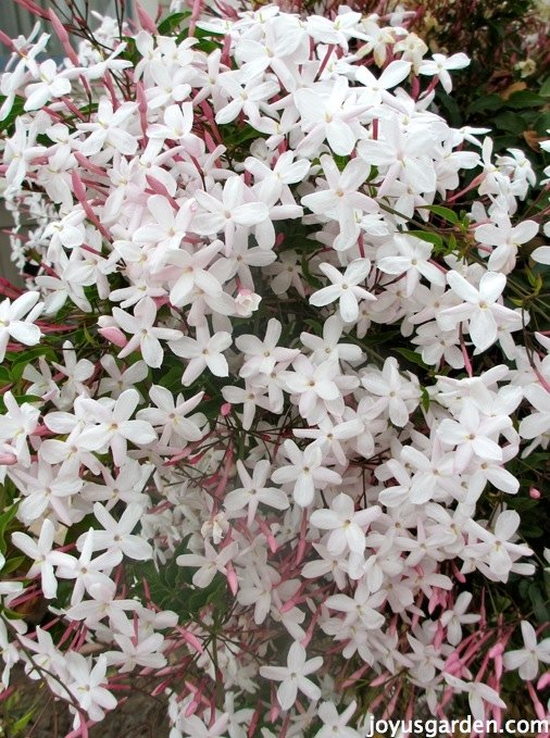 how to grow flowering vines in your garden 18 ideas, 6 Enjoy Perfect Pink Jasmine