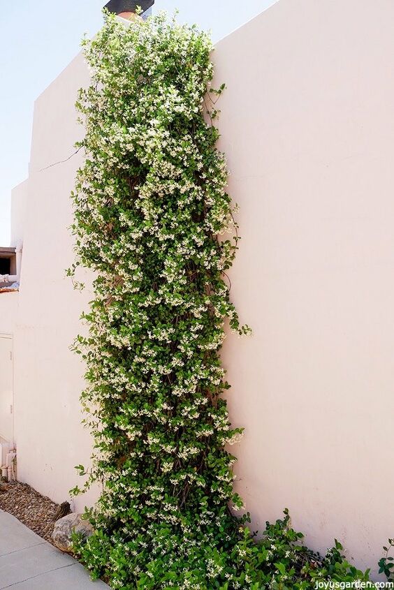 how to grow flowering vines in your garden 18 ideas, 4 Go Higher with Star Jasmine