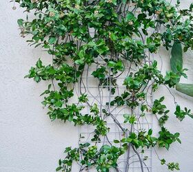 how to grow flowering vines in your garden 18 ideas, 10 Prune at the Right Time
