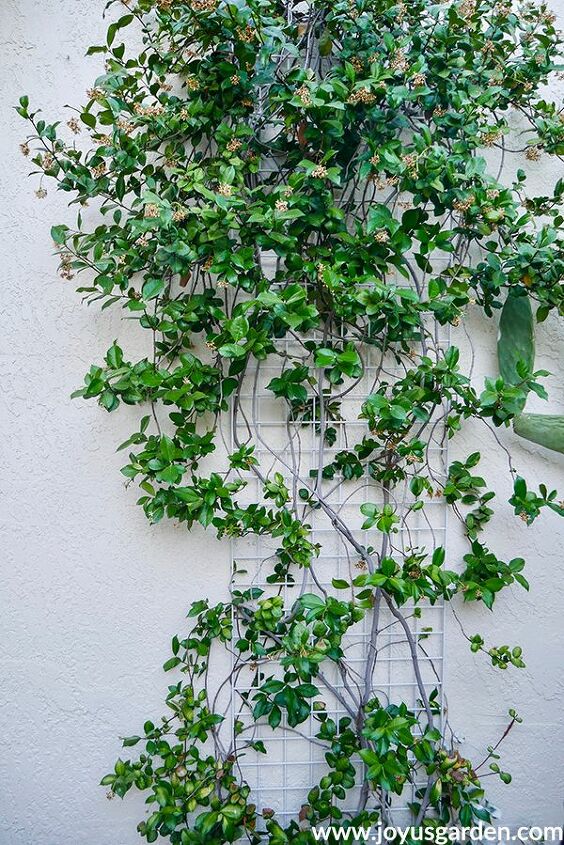 how to grow flowering vines in your garden 18 ideas, 10 Prune at the Right Time