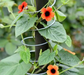 how to grow flowering vines in your garden 18 ideas, 2 Make a Trellis with a Slinky