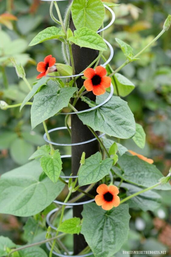 how to grow flowering vines in your garden 18 ideas, 2 Make a Trellis with a Slinky