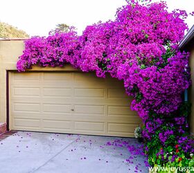 how to grow flowering vines in your garden 18 ideas, 9 Care for Bougainvillea in the Winter