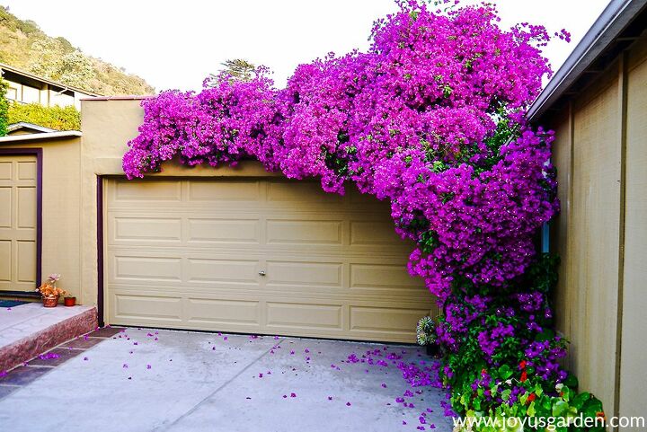 how to grow flowering vines in your garden 18 ideas, 9 Care for Bougainvillea in the Winter