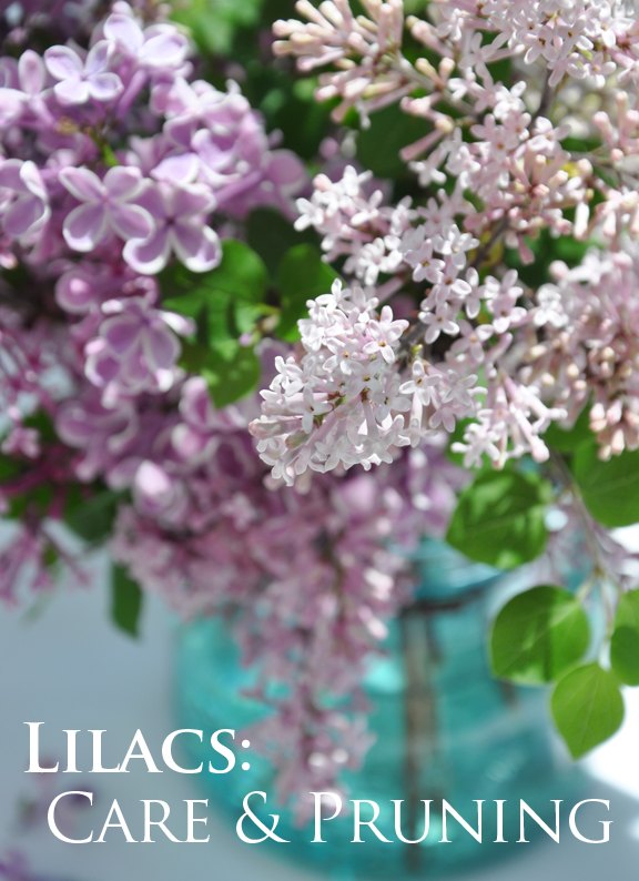 growing lilac flowers