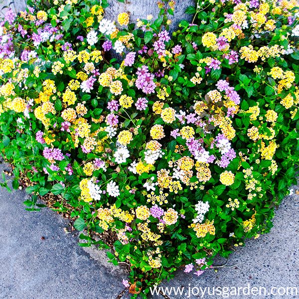 20 maneiras fantsticas de cultivar flores e dar vida ao seu jardim, Poda de 2 tipos diferentes de lantana na primavera