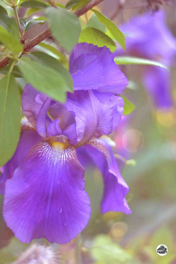 growing purple iris flower