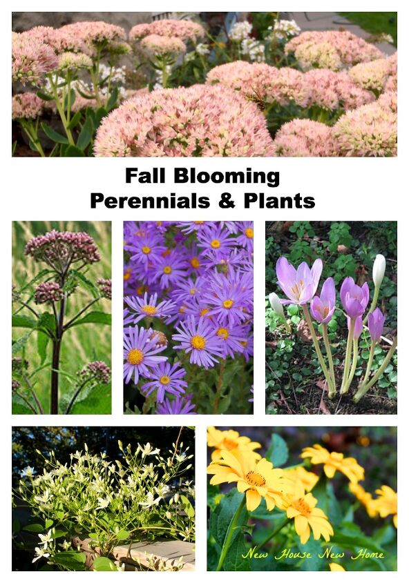 20 maneiras fantsticas de cultivar flores e dar vida ao seu jardim, Adicione um pouco de cor ao seu jardim de outono com estas plantas