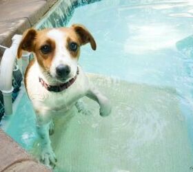 20 piscinas al aire libre que se han convertido en nuevas caractersticas del patio, 15 Rampa de piscina para cachorros en verano