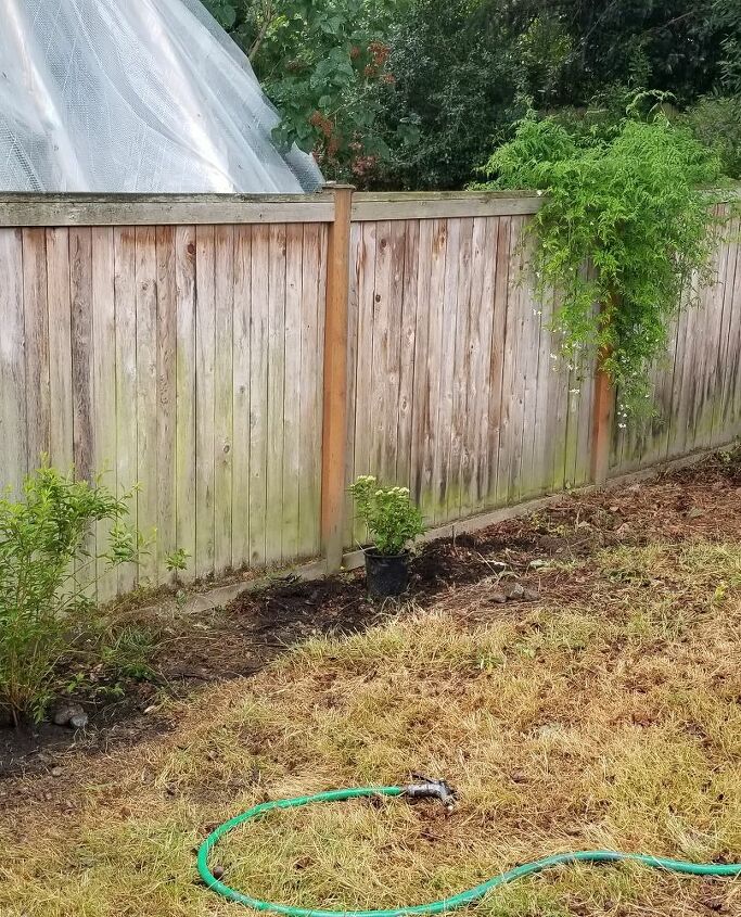 easy espalier trellis, The before