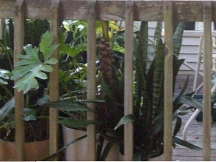 q how can i make sure there are no snakes in my houseplants when i