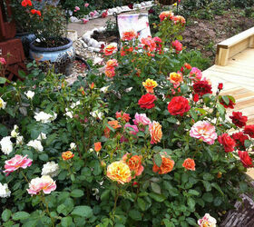 fragante y fabuloso la gua del hometalker sobre cmo cultivar rosas, 14 Necesitan los rosales ser podados