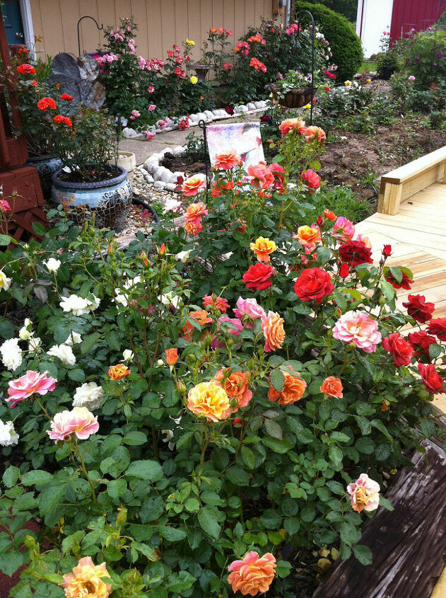 perfumado e fabuloso o guia do hometalker para cultivar rosas, Comemore o M s Nacional da Rosa Plante seu pr prio jardim de rosas