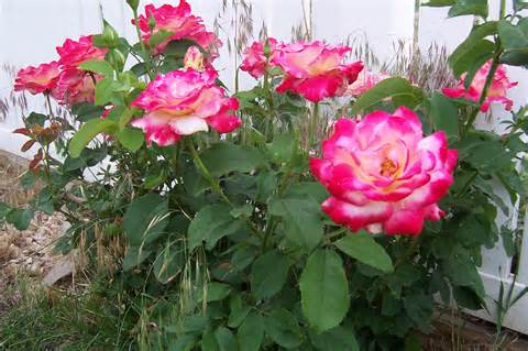 s grow roses, 10 How Do Epsom Salts Help Roses