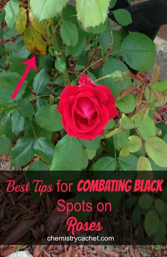 s grow roses, 16 How Do You Deal with Black Spots