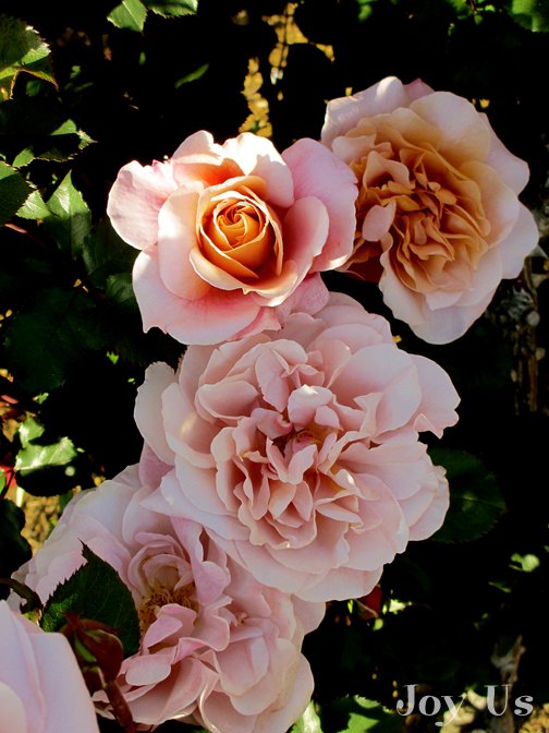 perfumado e fabuloso o guia do hometalker para cultivar rosas, A melhor maneira de alimentar rosas organicamente e naturalmente