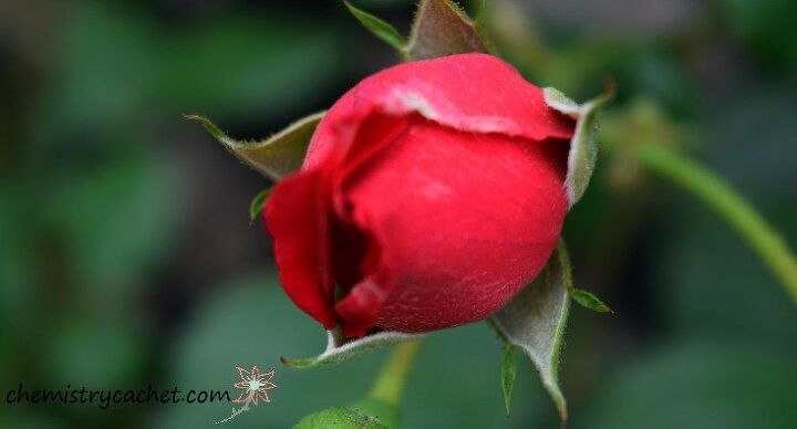 perfumado e fabuloso o guia do hometalker para cultivar rosas