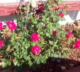 fragante y fabuloso la gua del hometalker sobre cmo cultivar rosas, 11 C mo se puede conseguir que las rosas florezcan m s