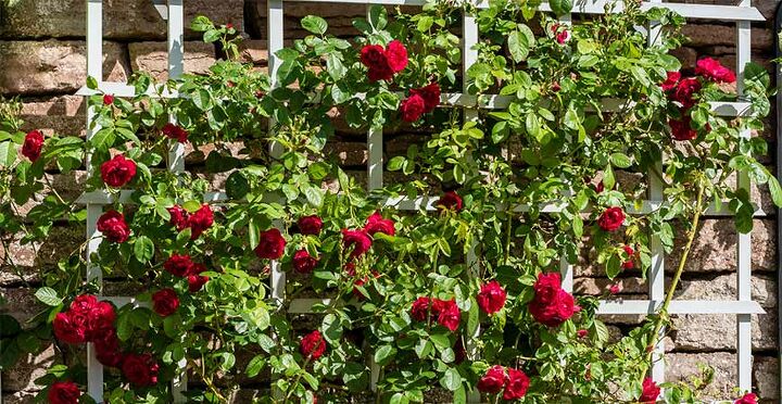 s grow roses, 14 Are There Different Types of Trellises
